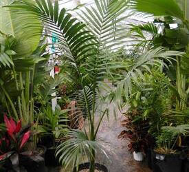 ARCHONTOPHOENIX MAXIMA LARGEST DESCRIBED SPECIES IN THE KING PALM FAMILY