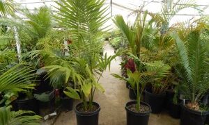 ARCHONTOPHOENIX MAXIMA LARGEST OF THE KING PALMS