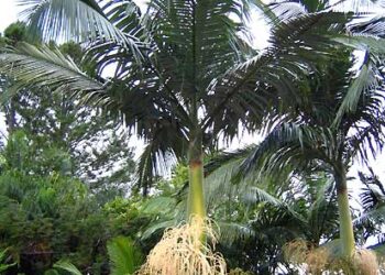 ARCHONTOPHOENIX MAXIMA LARGEST DESCRIBED SPECIES IN THE KING PALM FAMILY
