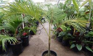 ARCHONTOPHOENIX PURPUREA THE PURPLE CROWN SHAFT KING PALM