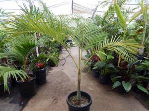 ARCHONTOPHOENIX PURPUREA THE PURPLE CROWN SHAFT KING PALM