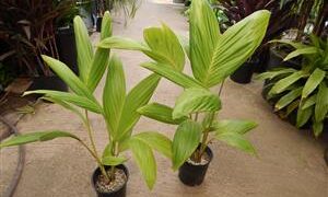 ARCHONTOPHOENIX PURPUREA THE PURPLE CROWN SHAFT KING PALM