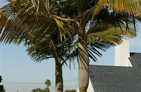 ARCHONTOPHOENIX PURPUREA THE PURPLE CROWN SHAFT KING PALM