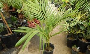 ARCHONTOPHOENIX PURPUREA THE PURPLE CROWN SHAFT KING PALM