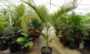 ARCHONTOPHOENIX “TERACARPA” THE BEST KING PALM EVER!