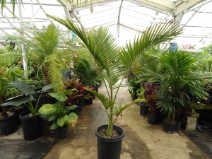 ARCHONTOPHOENIX “TERACARPA” THE BEST KING PALM EVER!