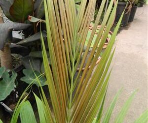 ARCHONTOPHOENIX “TERACARPA”