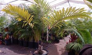 ARENGA MICRANTHA LARGE SUCKERING PINNATE PALM FROM INDIA THAT TOLERATES SIGNIFICANT COLD