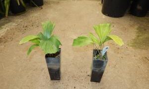 ARENGA ENGLERI SUCKERING COLD HARDY PALM FROM JAPAN AND TAIWAN