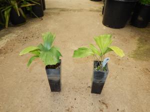 ARENGA ENGLERI SUCKERING COLD HARDY PALM FROM JAPAN AND TAIWAN