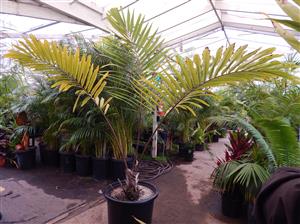 ARENGA MICRANTHA  LARGE SUCKERING PINNATE PALM FROM INDIA THAT TOLERATES SIGNIFICANT COLD