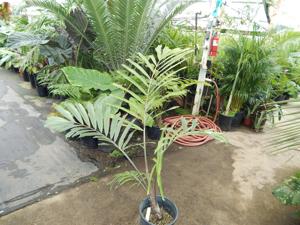 ARENGA ENGLERI SUCKERING COLD HARDY PALM FROM JAPAN AND TAIWAN