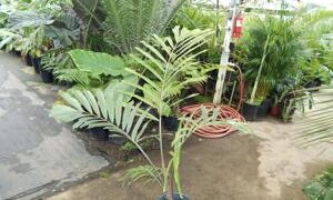 ARENGA ENGLERI SUCKERING COLD HARDY PALM FROM JAPAN AND TAIWAN
