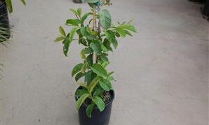 ASIAN GUAVA FRUIT TREE GIVING LARGE FRUITS