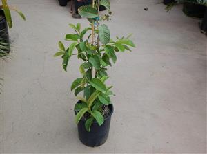 ASIAN GUAVA FRUIT TREE GIVING LARGE FRUITS
