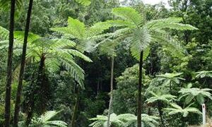 AUSTRALIAN TREE FERN CYATHEA COOPERI