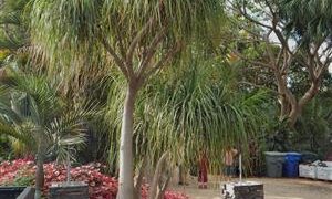 BEAUCARNIA RECURVATA THE PONYTAIL PALM – THE ELEPHANT FOOT PALM MEDIUM HEIGHT – SWOLLEN BASE
