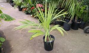 BECCARIOPHOENIX ALFREDII THE MADAGASCAR PLATEAU COCONUT PALM
