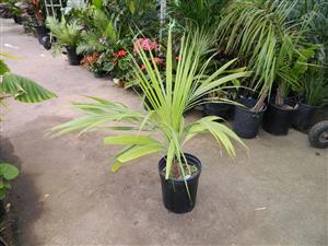 BECCARIOPHOENIX ALFREDII THE MADAGASCAR PLATEAU COCONUT PALM