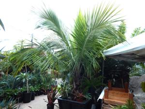 BECCARIOPHOENIX ALFREDII THE MADAGASCAR PLATEAU COCONUT PALM