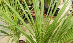 BECCARIOPHOENIX ALFREDII THE MADAGASCAR PLATEAU COCONUT PALM