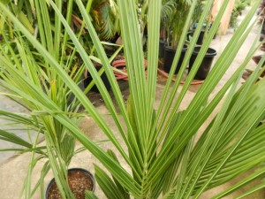 BECCARIOPHOENIX ALFREDII THE MADAGASCAR PLATEAU COCONUT PALM