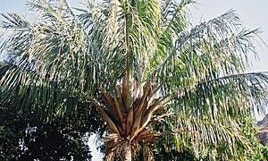 BECCARIOPHOENIX ALFREDII THE MADAGASCAR PLATEAU COCONUT PALM