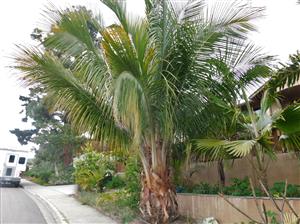 BECCARIOPHOENIX ALFREDII THE MADAGASCAR PLATEAU COCONUT PALM