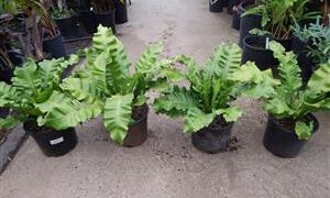 BIRDSNEST FERN – ASPLENIUM NIDUS EXOTIC UNDERSTORY FERN