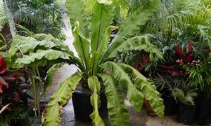 BIRDSNEST FERN – ASPLENIUM NIDUS EXOTIC UNDERSTORY FERN