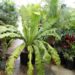 BIRDSNEST FERN – ASPLENIUM NIDUS EXOTIC UNDERSTORY FERN