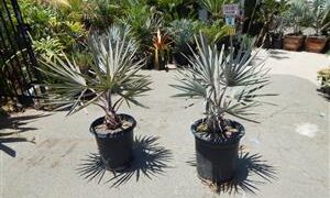 BISMARCKIA NOBILIS BLUE SINGLE TRUNK FAN PALM FROM MADAGASCAR
