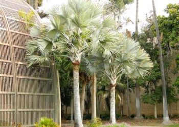 BISMARCKIA NOBILIS BLUE SINGLE TRUNK FAN PALM FROM MADAGASCAR
