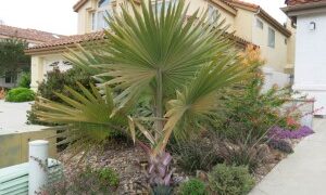 BISMARCKIA SPECIES MAYOTTE ISLAND THE RARE GREEN BISMARCKIA YOU NEVER SEE THEM AVAILABLE