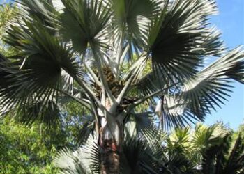 GREAT PALM TREES FOR SOUTHERN CALIFORNIA