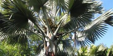 GREAT PALM TREES FOR SOUTHERN CALIFORNIA