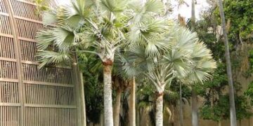 BISMARCKIA NOBILIS BLUE SINGLE TRUNK FAN PALM FROM MADAGASCAR