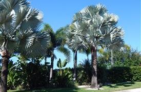 BISMARCKIA NOBILIS BLUE SINGLE TRUNK FAN PALM FROM MADAGASCAR