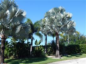 BISMARCKIA NOBILIS BLUE SINGLE TRUNK FAN PALM FROM MADAGASCAR