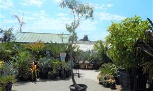 BRACHYCHITON RUPESTRIS INTERESTING THICK TRUNK TROPICAL TREE