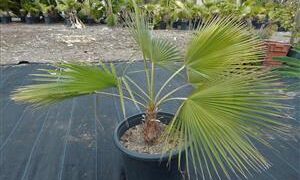 BRAHEA BRANDEGEEI A TALL, QUICK GROWING BRAHEA