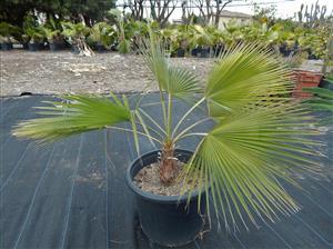 BRAHEA BRANDEGEEI A TALL, QUICK GROWING BRAHEA