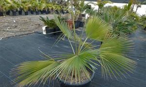 BRAHEA BRANDEGEEI A TALL, QUICK GROWING BRAHEA