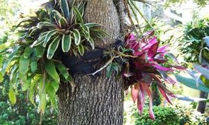 TILLANDSIA CLUSTERS MANY AIRPLANTS IN ONE BUNCH