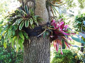 TILLANDSIA CLUSTERS MANY AIRPLANTS IN ONE BUNCH