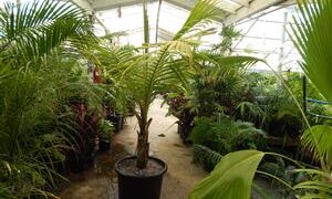 BURRETIOKENTIA KOGHIENSIS RARE NEW CALEDONIAN PALM