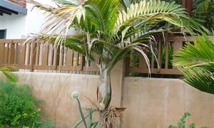 BURRETIOKENTIA KOGHIENSIS RARE SINGLE TRUNK PALM FROM NEW CALEDONIA