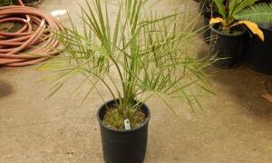 BUTIA PARAGUAYENSIS BLUE-GREEN BUTIA FROM SOUTH AMERICA