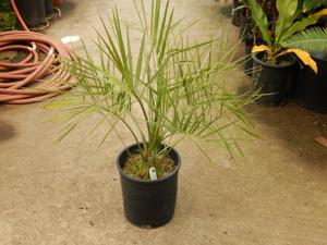 BUTIA PARAGUAYENSIS BLUE-GREEN BUTIA FROM SOUTH AMERICA