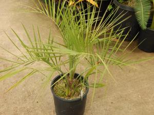 BUTIA PARAGUAYENSIS BLUE-GREEN BUTIA FROM SOUTH AMERICA